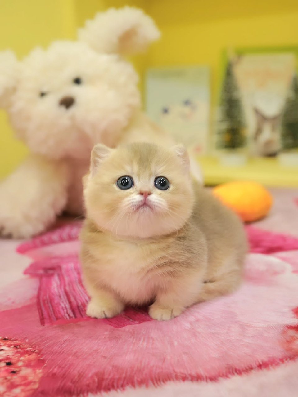 Rehomed Munchkin kitten Luna - Litter 2501 - Adopted